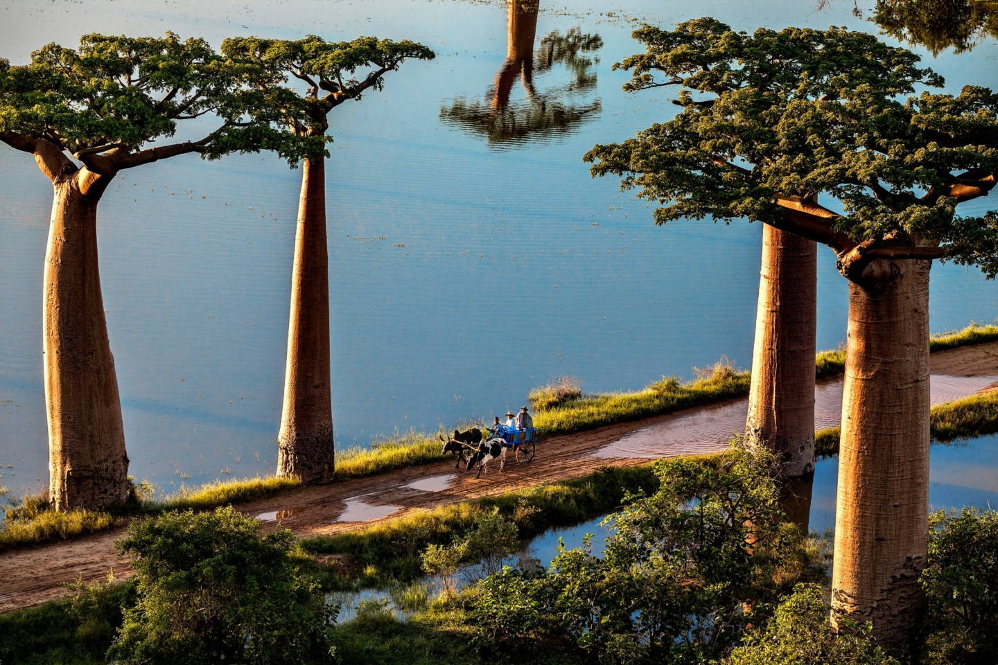 Аллея баобабов. Морондава, Менабе, Мадагаскар. Фотограф Паскаль Мэтр