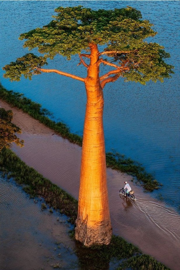 Баобаб, Мадагаскар. Фотограф Паскаль Мэтр