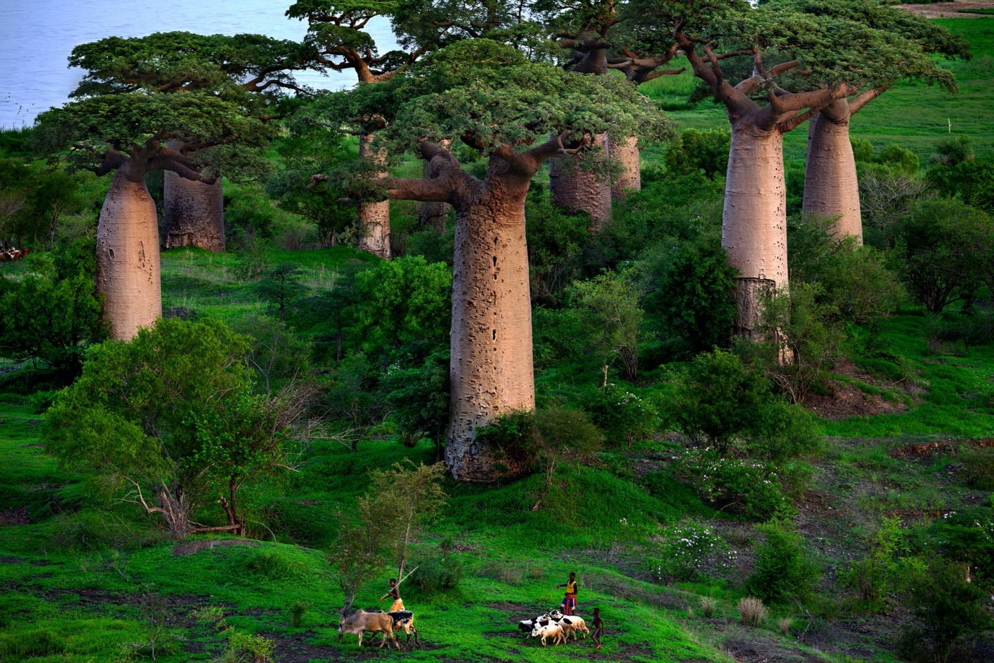 Баобабы неподалёку от реки Мангуки на острове Мадагаскар. Фотограф Паскаль Мэтр