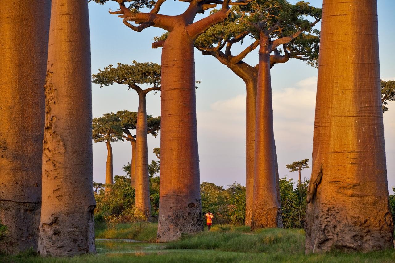 Баобабы, Мадагаскар. Фотограф Паскаль Мэтр