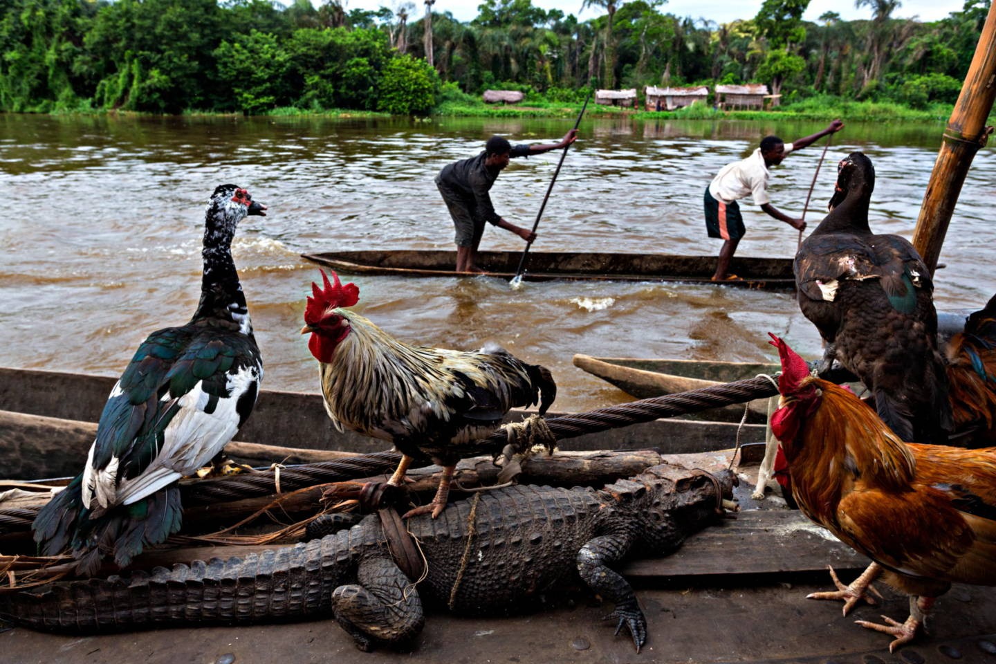 Река Конго, местные жители перевозят животных. Фотограф Паскаль Мэтр