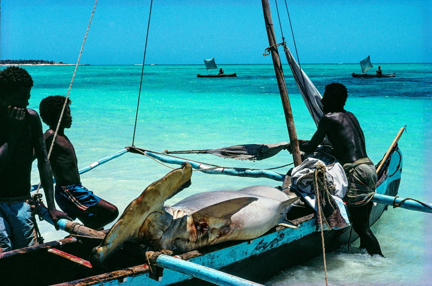 Ловля акул ради плавников, которые дорого продают в Азии. Мадагаскар. Фотограф Паскаль Мэтр