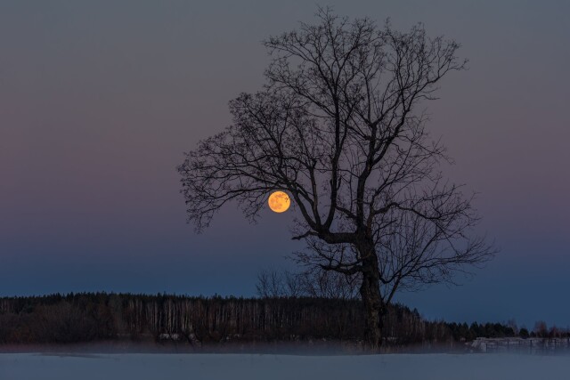 Номинант, 2021. «Однажды ночью». Восход полной луны. Автор Валерий Горбунов