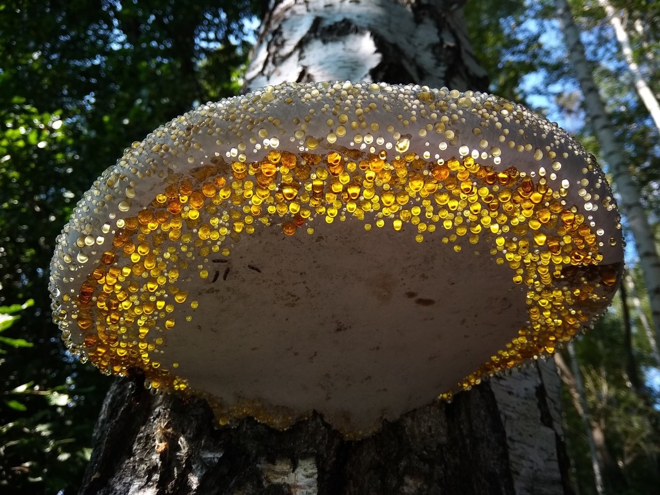 Номинация Мобильное фото. Космический гриб. Древесный гриб, покрытый росой. Автор Игорь Улитин