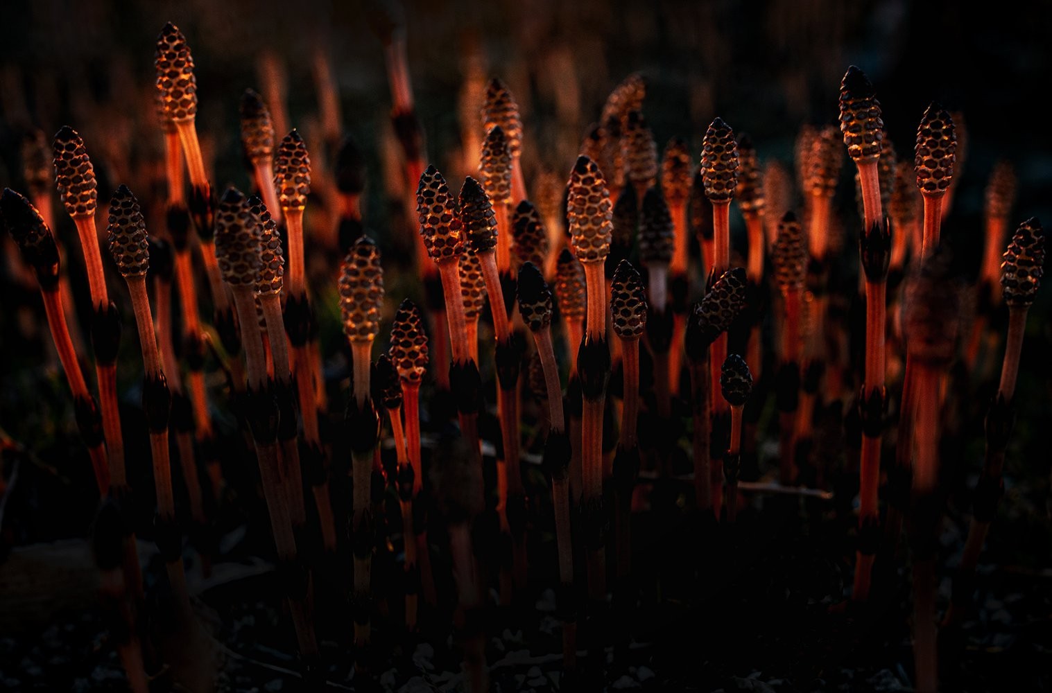 Номинация Растения. Светляки. Хвощ полевой необитаемого острова Уруп. Автор Артём Белошицкий