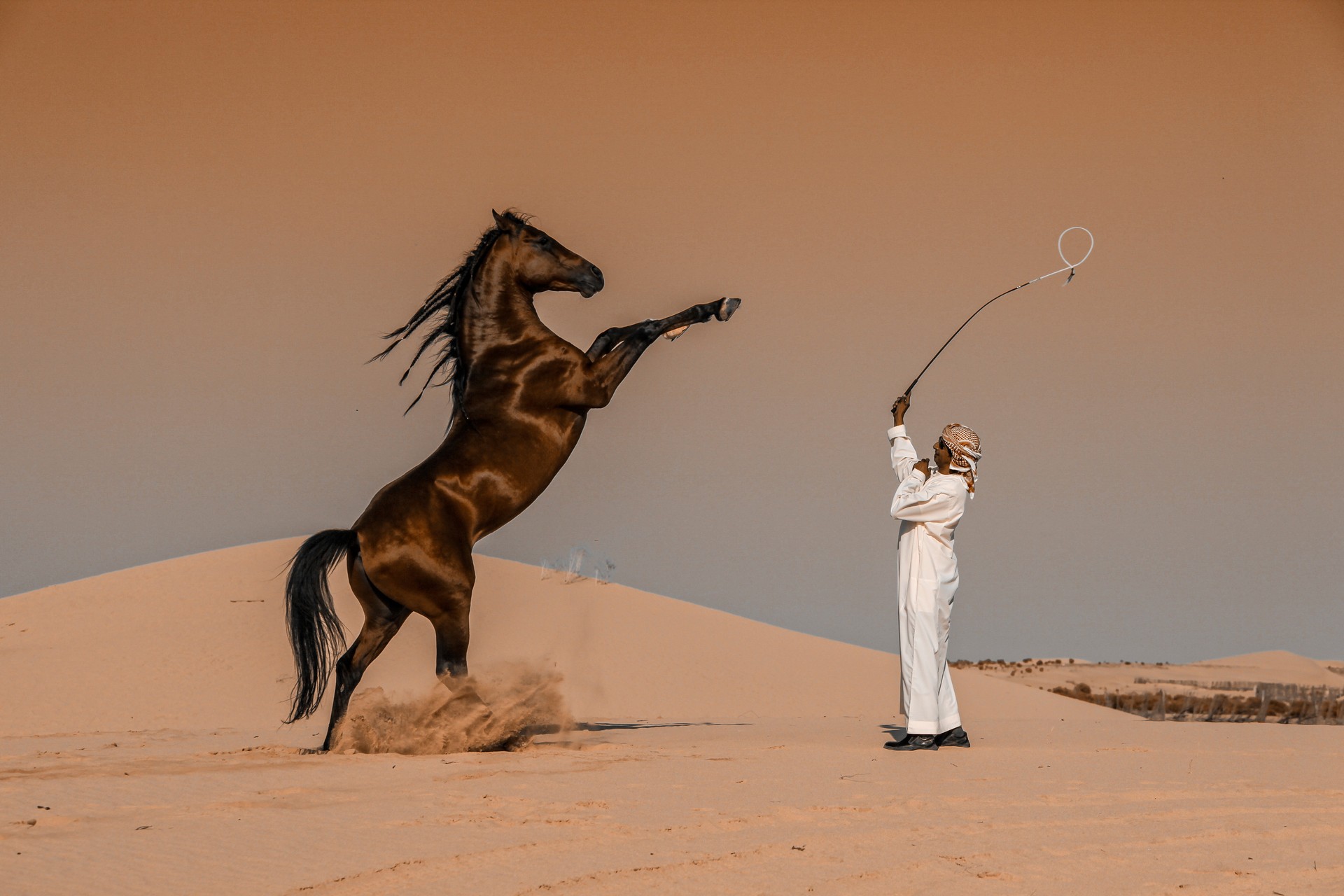 Лауреат категории Национальная премия, Саудовская Аравия, 2020. Дрессировка коня в Абу-Даби. Автор Аббас Алкхамис