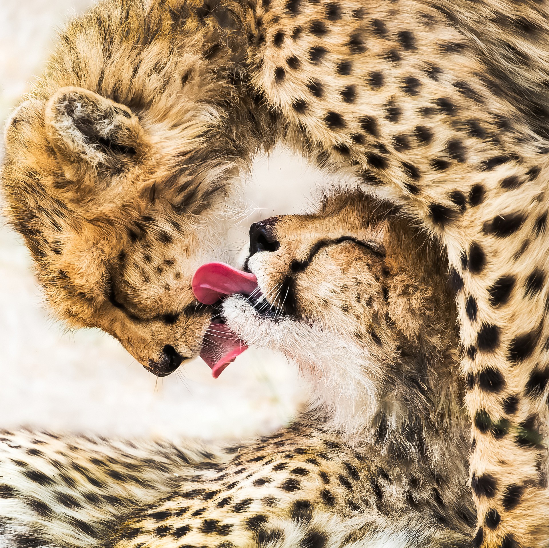 Победитель в категории Дикая природа, Открытая номинация, 2020. Гепарды в Ботсване съели антилопу и слизывают остатки крови друг с друга. Автор Гофэй Ли