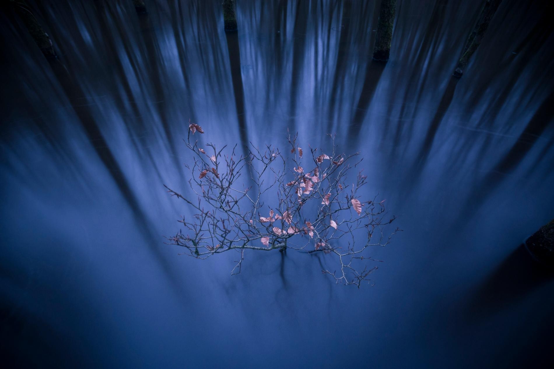 Борьба за жизнь. Деревце в воде, Нидерланды. Автор Джейкоб Каптейн