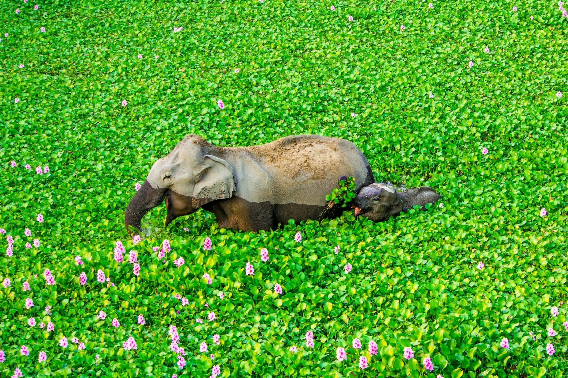 «Улыбка до ушей». Слоны среди цветущего водяного гиацинта на реке в Северо-Восточной Индии. Автор Кунал Гупта