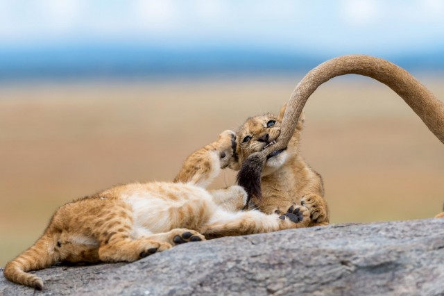 Львята играют с маминым хвостом в Серенгети. Автор Ярон Шмид