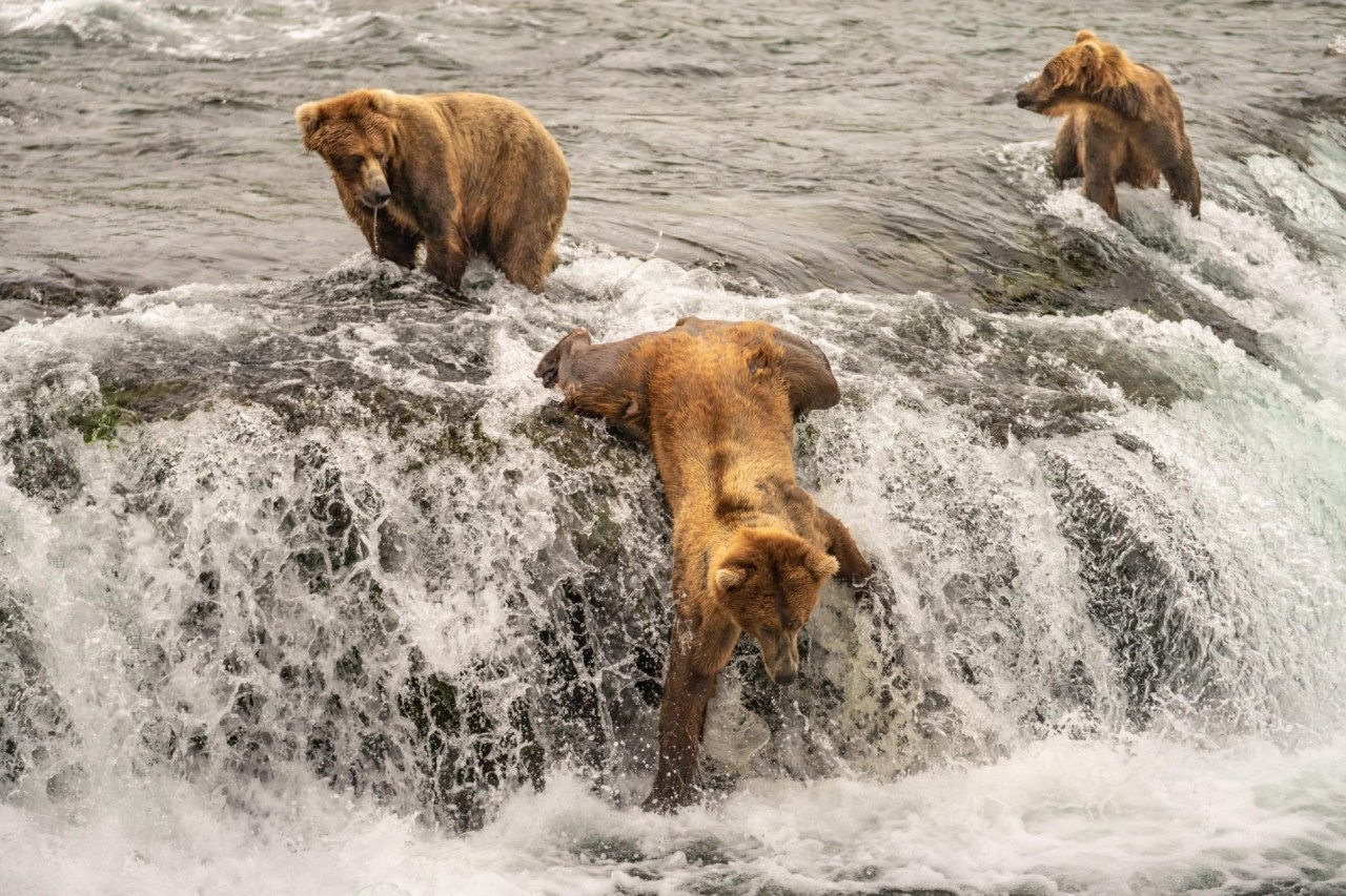 Медведь ловит лосося на водопаде Брукс в национальном парке Катмай, штат Аляска. Автор Тейлор Томас Олбрайт