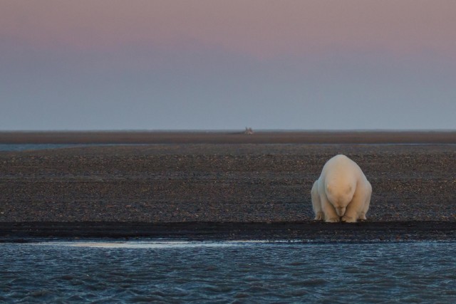 Одинокий белый медведь на острове Бартер, Аляска. Автор Пэтти Уэймайр