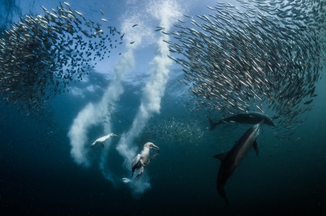 Олуши и дельфины охотятся на сардин вдоль побережья Южной Африки. Автор Грег Лекёр