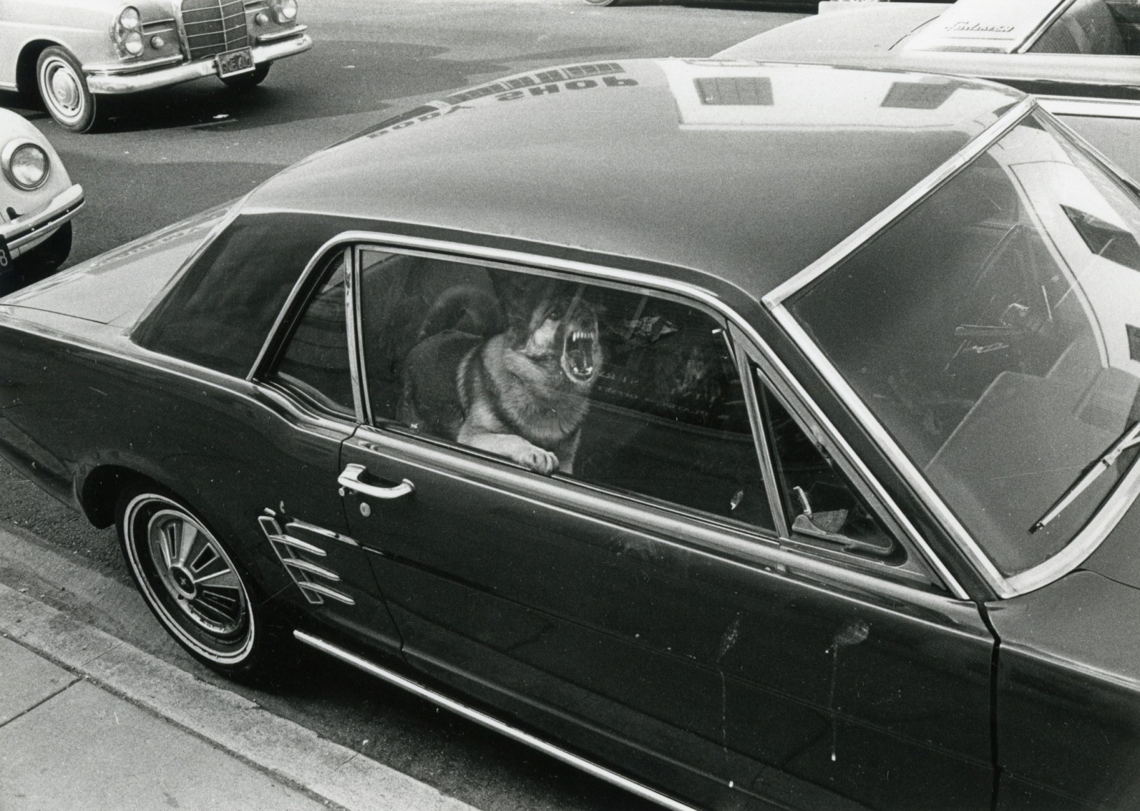 Злая собака. Лос-Анджелес, 1971. Фотограф Гэри Крюгер