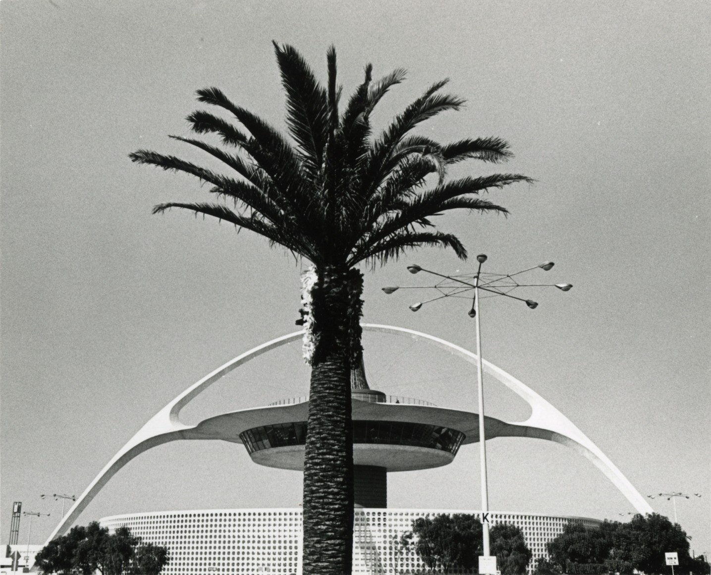 Пальма. Лос-Анджелес, 1971. Фотограф Гэри Крюгер