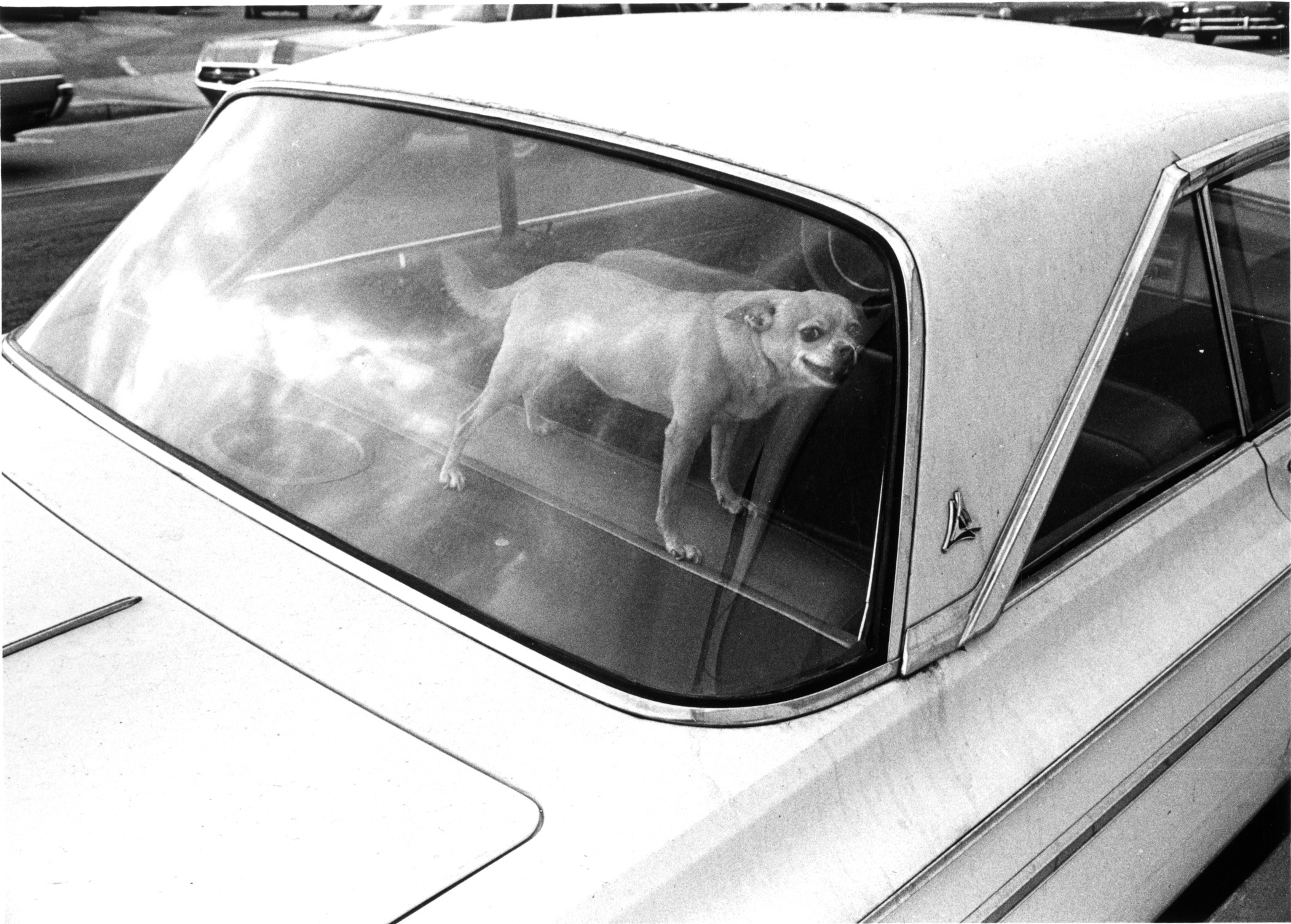 Собака в автомобиле. Лос-Анджелес, 1971. Фотограф Гэри Крюгер