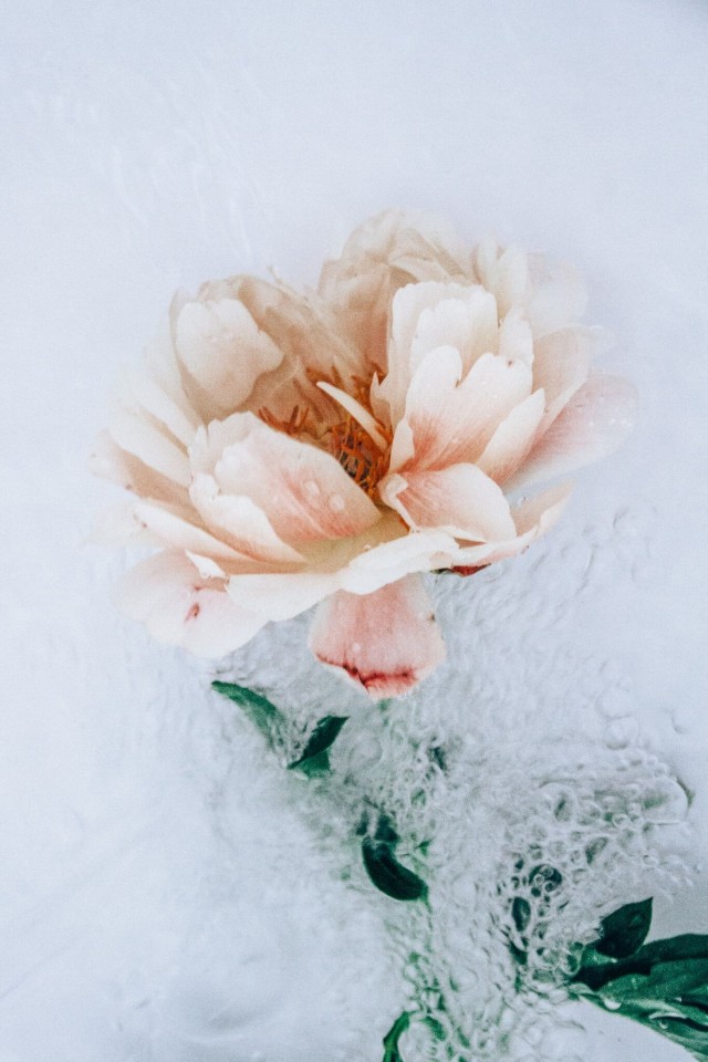Серия «Цветы под водой». Фотограф Лиза Соргини