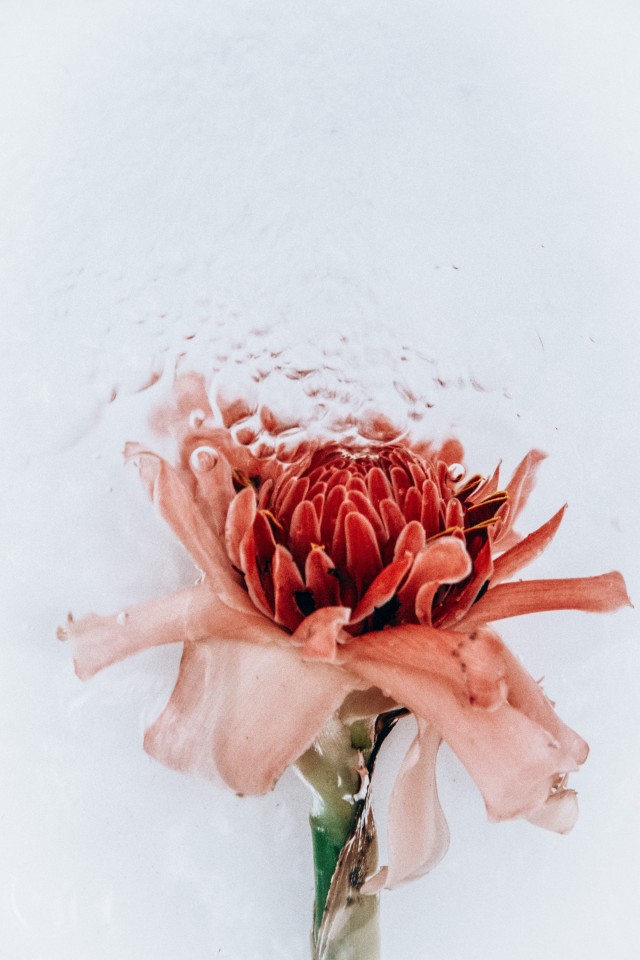 Серия Цветы под водой. Фотограф Лиза Соргини