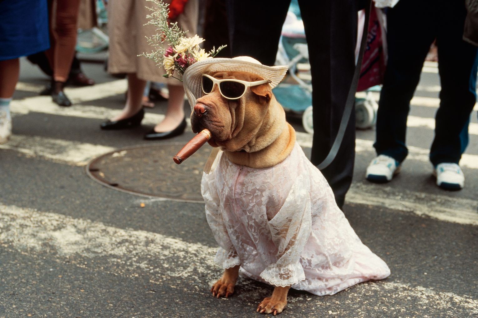 Собака с сигарой на Параде шляпок, Нью-Йорк, 1983 год. Фотограф Томас Хёпкер