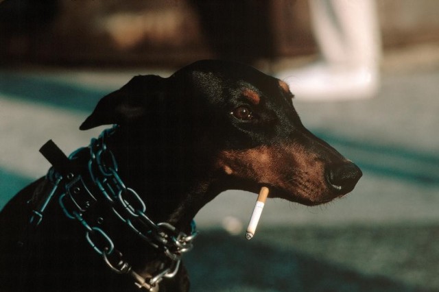 Пёс с сигаретой в Вашингтон-Сквер-парке. Фотограф Томас Хёпкер