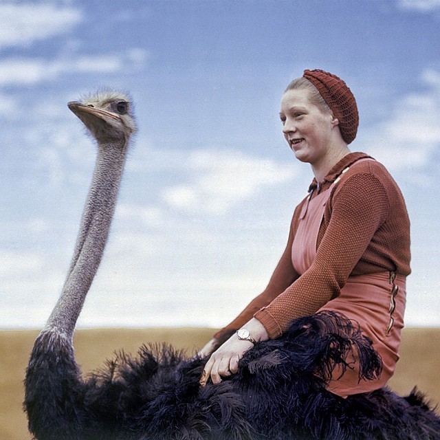 Женщина верхом на страусе в Южной Африке, 1942. Фотограф Роберт Мур