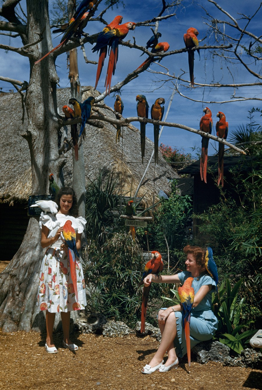 Девушки с попугаями. Майами, 1950. Фотограф Уиллард Калвер
