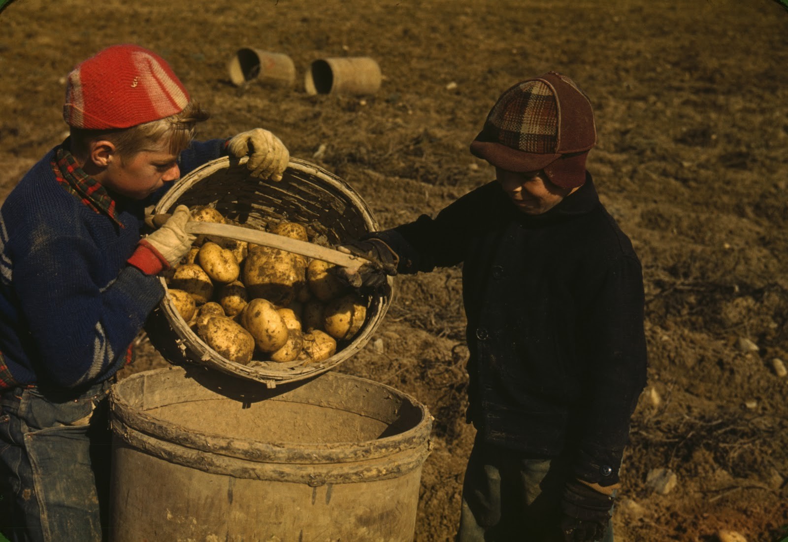 Дети собирают картофель на ферме в округе Арустук, штат Мэн. Фотограф Джек Делано