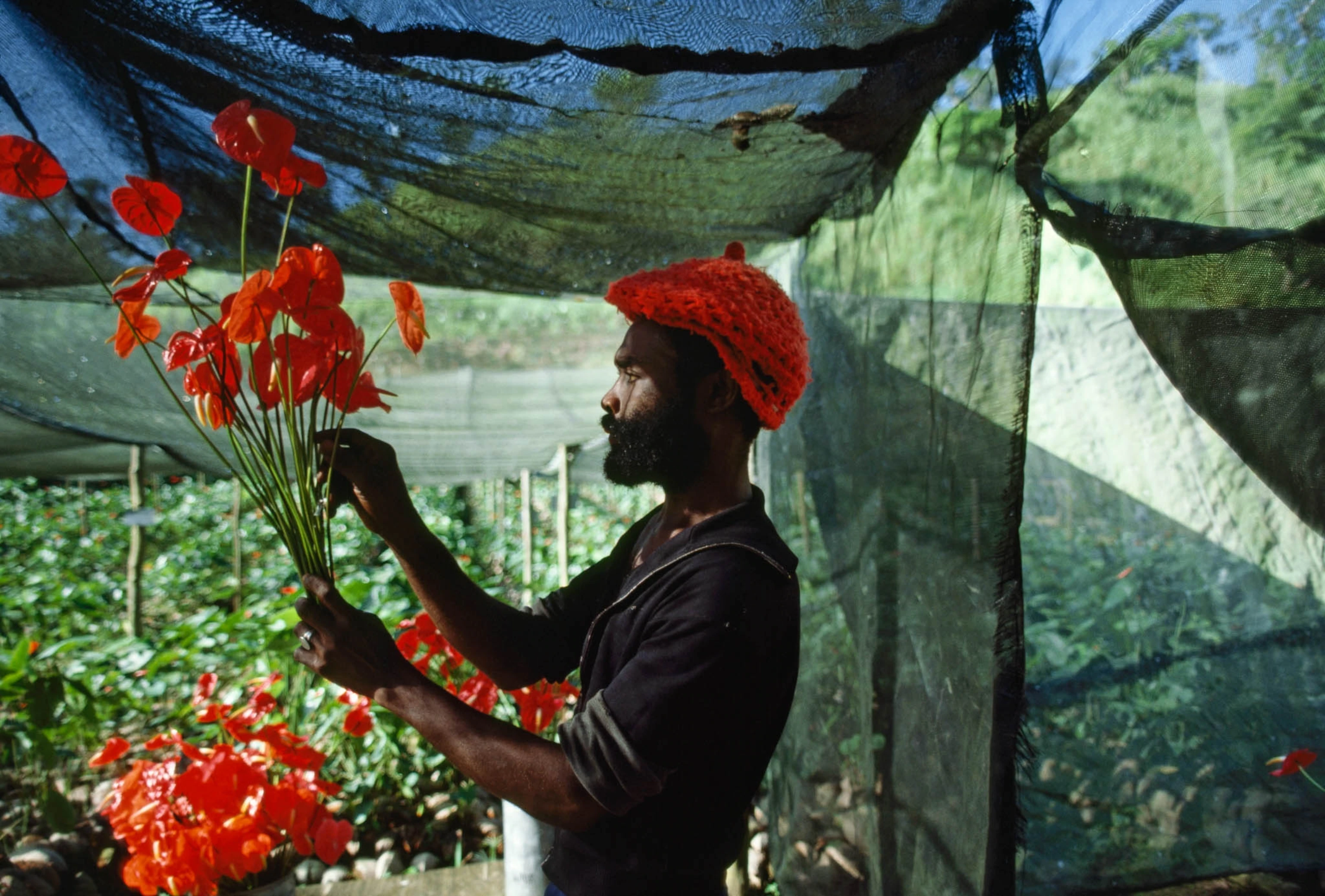Цветочная ферма, Ямайка, 1983. Фотограф Джоди Кобб
