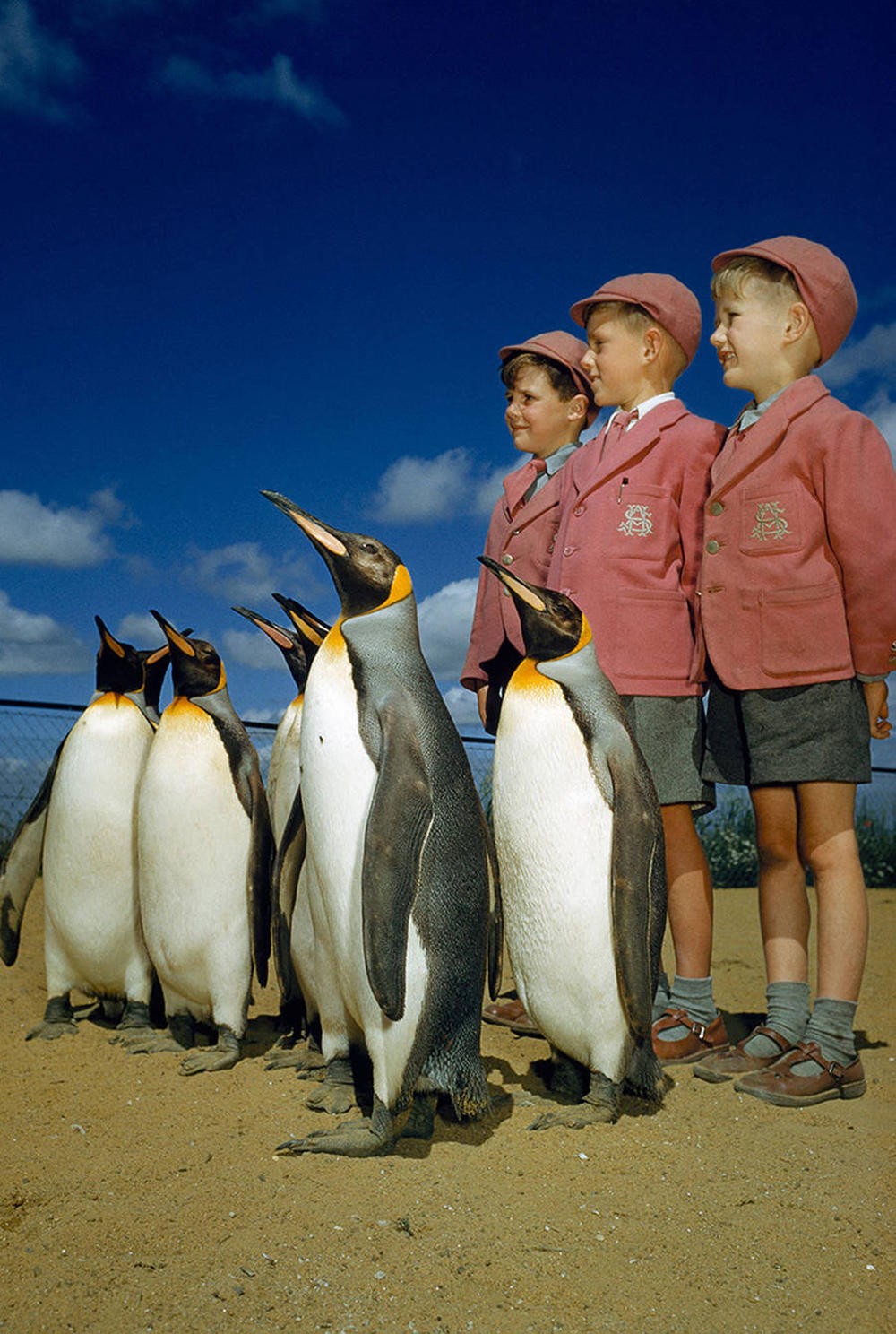 Школьники и пингвины в Лондоне, Англия, 1953. Фотограф Б. Энтони Стюарт