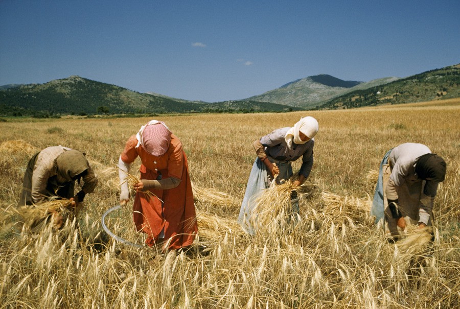 Женщины жнут пшеницу серпами, 1956. Фотографы Франк и Джин Шор