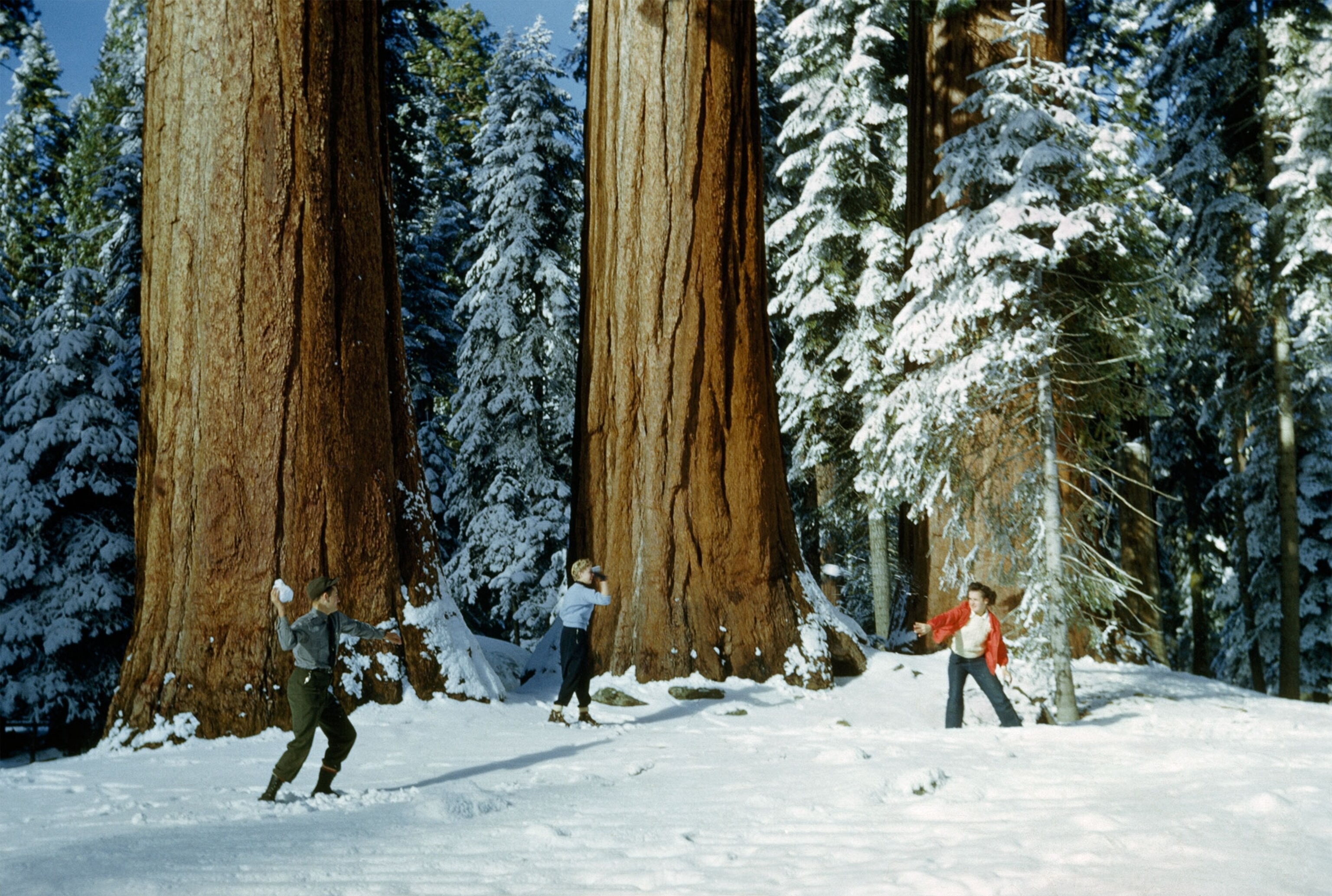 Лесные великаны. Туристы резвятся в национальном парке «Секвойя», Калифорния, 1951. Фотограф Эндрю Х. Браун