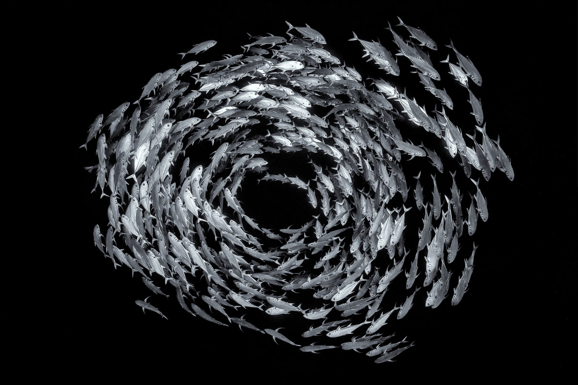 Косяк шестиполосых каранксов в Красном море у Синайского полуострова, Египет - Круговое поведение рыб предшествует спариванию и отпугивает хищников. Автор фото Александр Горчаков