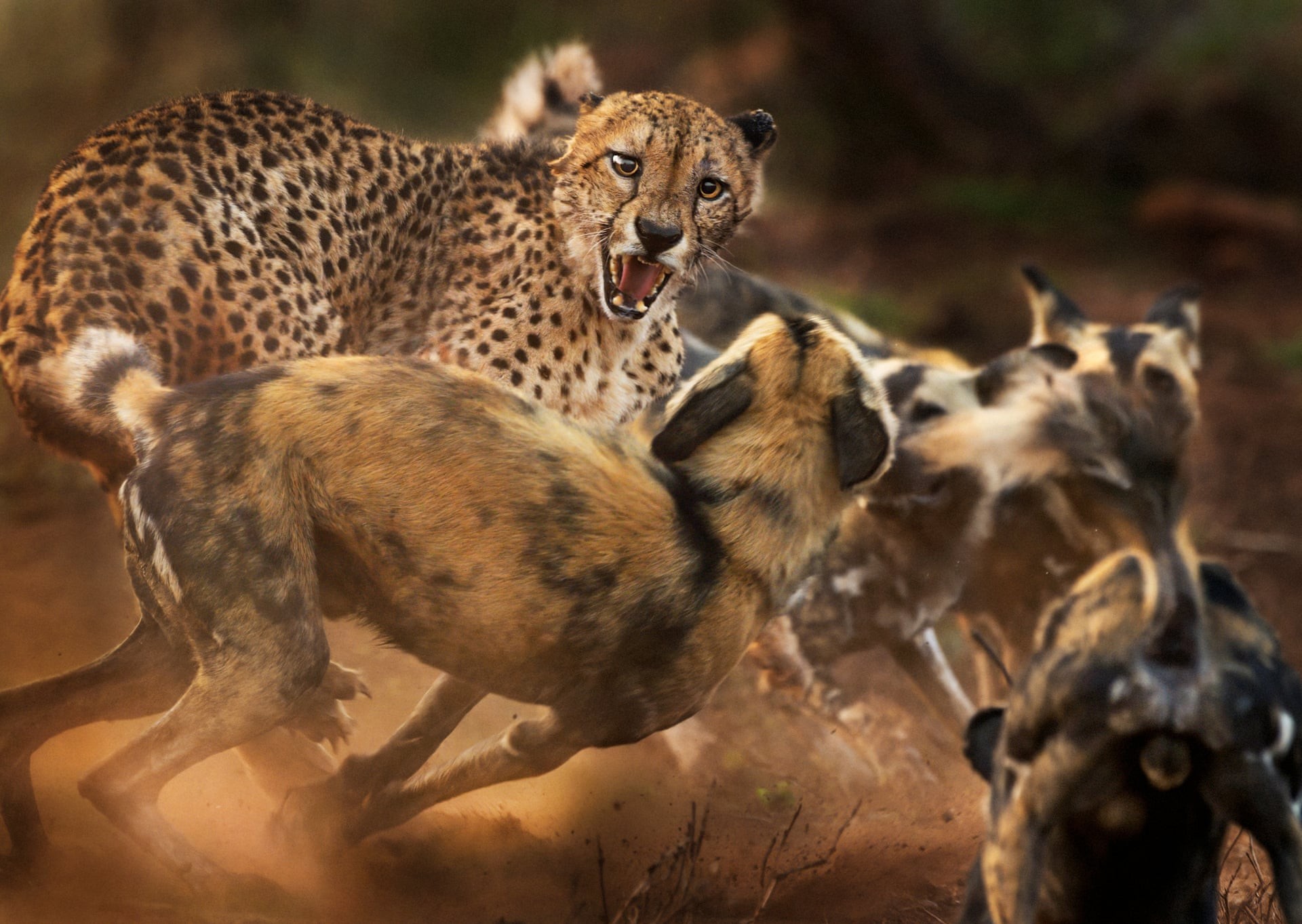 На одинокого самца гепарда нападает стая гиеновидных собак в частном заповеднике в провинции Квазулу-Натал, ЮАР. Автор фото Питер Хейгарт