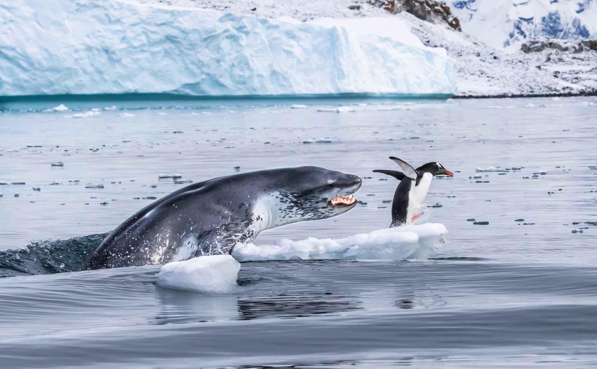 Папуанский пингвин – самый быстрый пловец из всех пингвинов – спасается от леопардового тюленя. Автор фото Эдуардо Дель Аламо