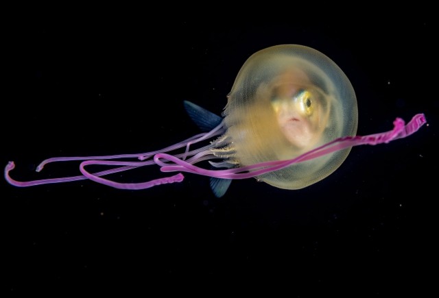 Рыбка в медузе, которую она приняла за ночлежку, недалеко от Таити во Французской Полинезии. Автор фото Фабьен Мишене