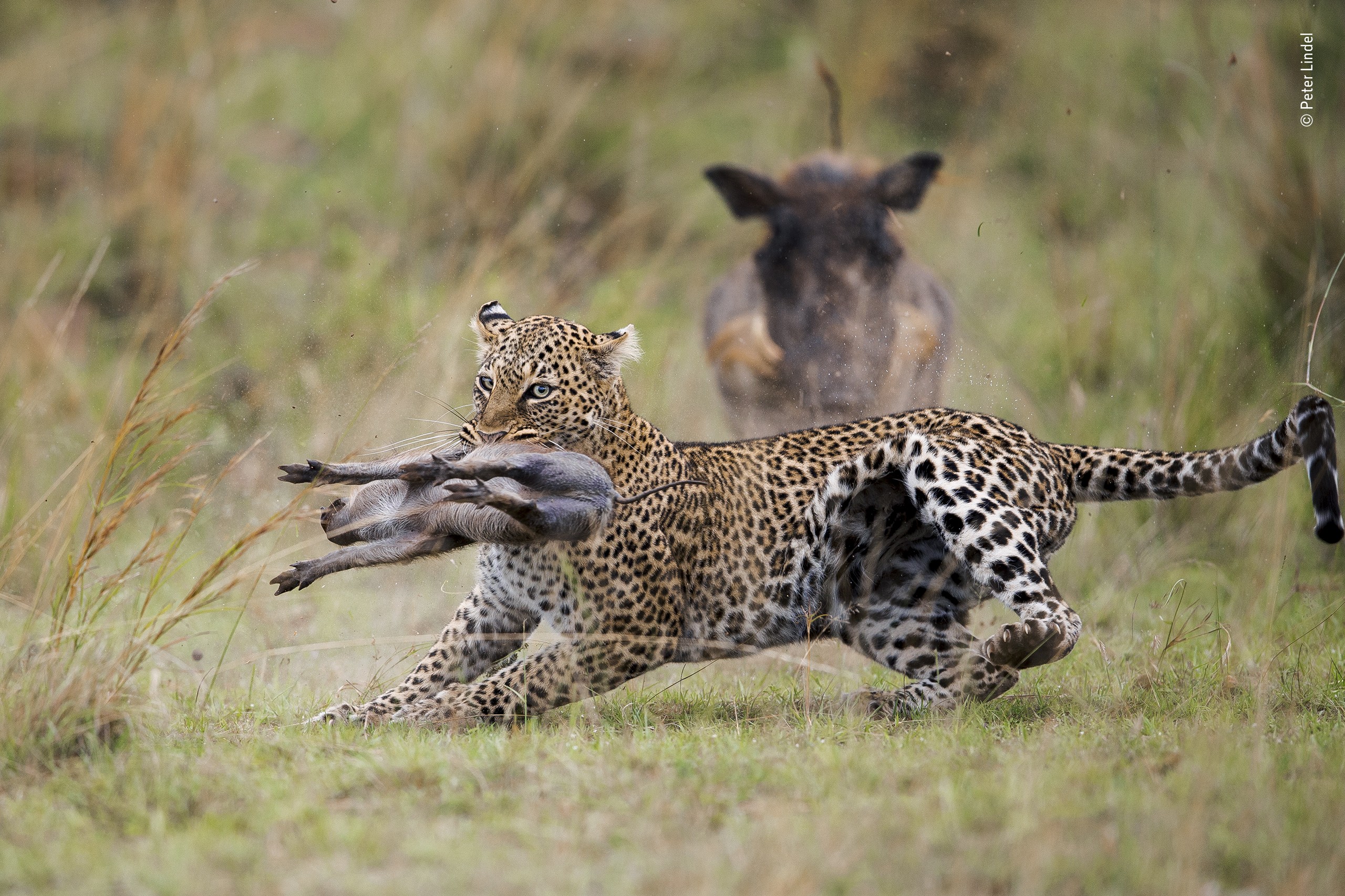 «Поведение: Млекопитающие». Леопард, схвативший поросёнка бородавочника. Автор Питер Линдел