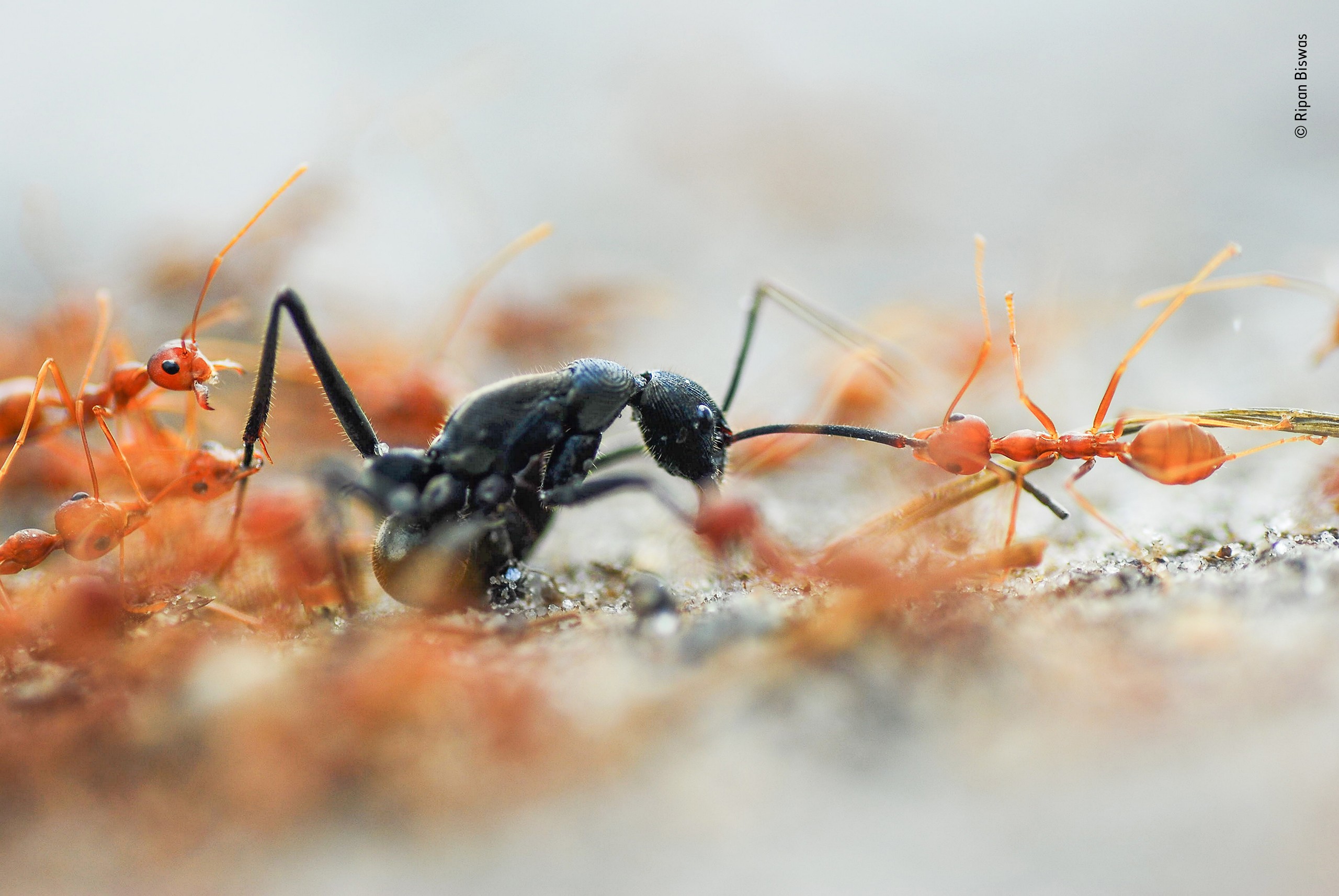Победитель в категории «Портфолио фотографа дикой природы», 2020. «Битва муравьёв». Автор Рипан Бисвас