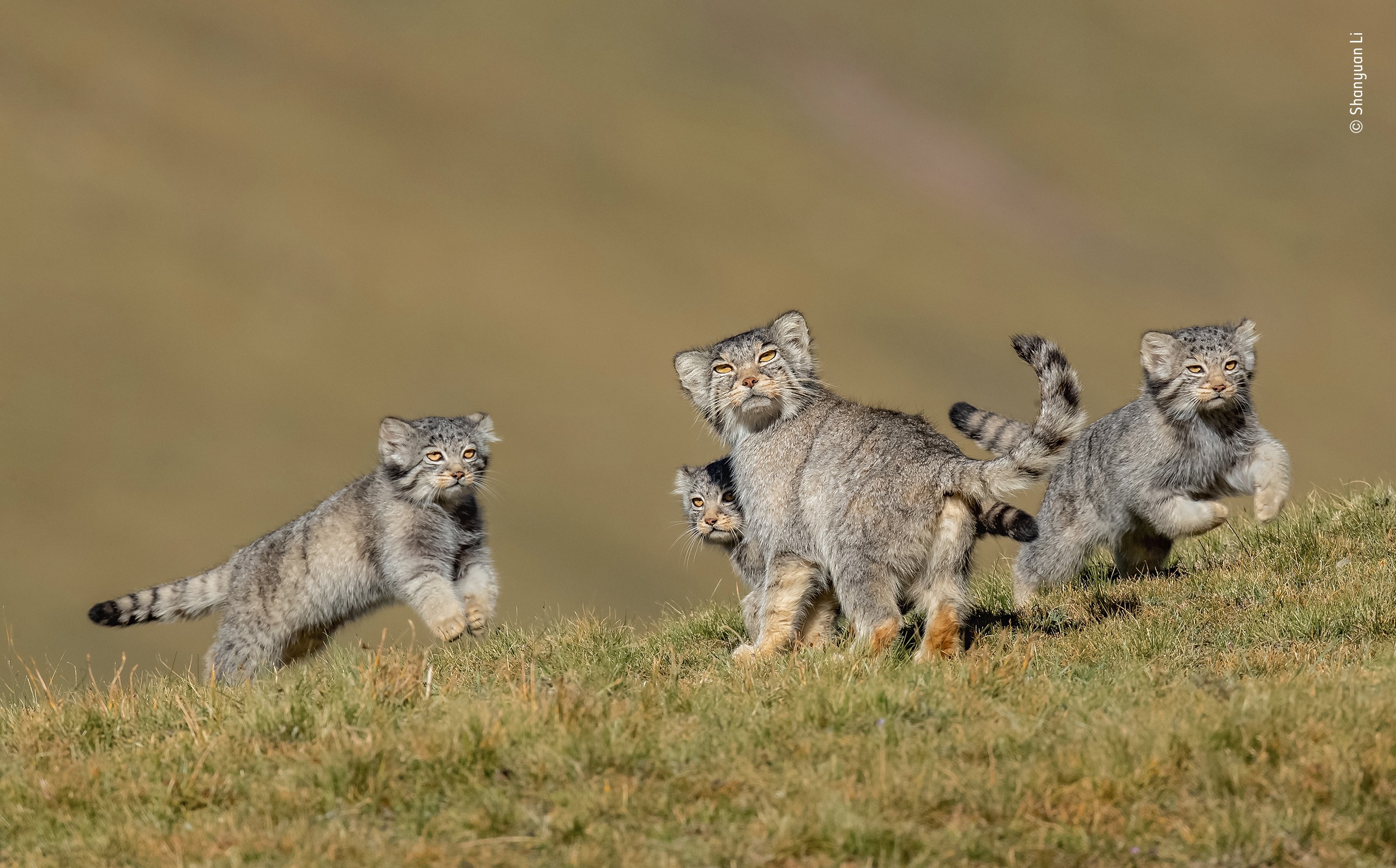 Победитель в категории «Поведение: Млекопитающие», 2020. Палласовы коты (манулы) в степях Цинхай-Тибетского плато. Автор Шаньюань Ли