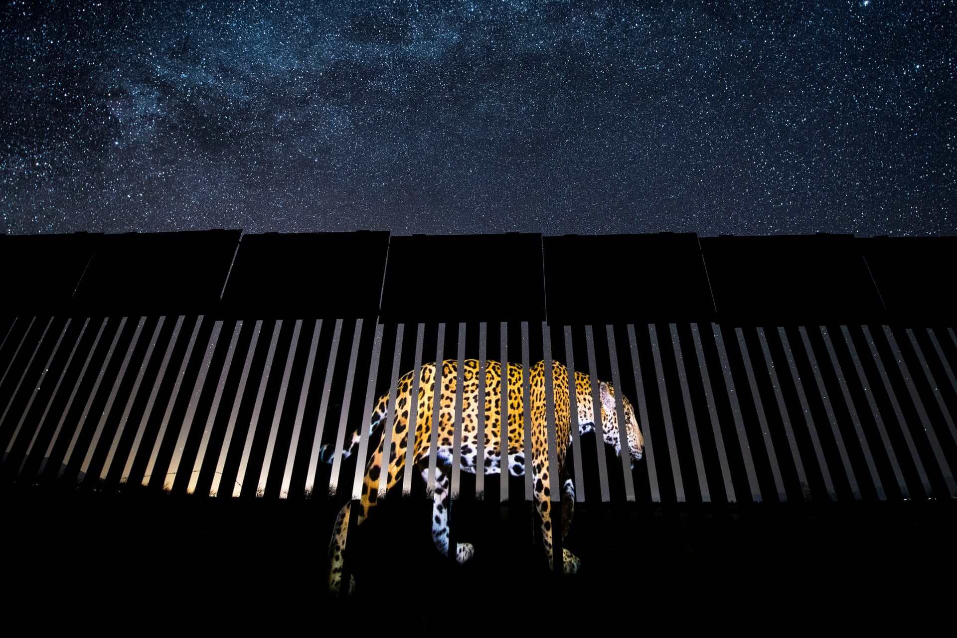 Запрещённый мигрант. Изображение ягуара проецируется на границе США и Мексики. Победитель в категории Дикая природа в жанре фотожурналистики. Автор Алехандро Прието
