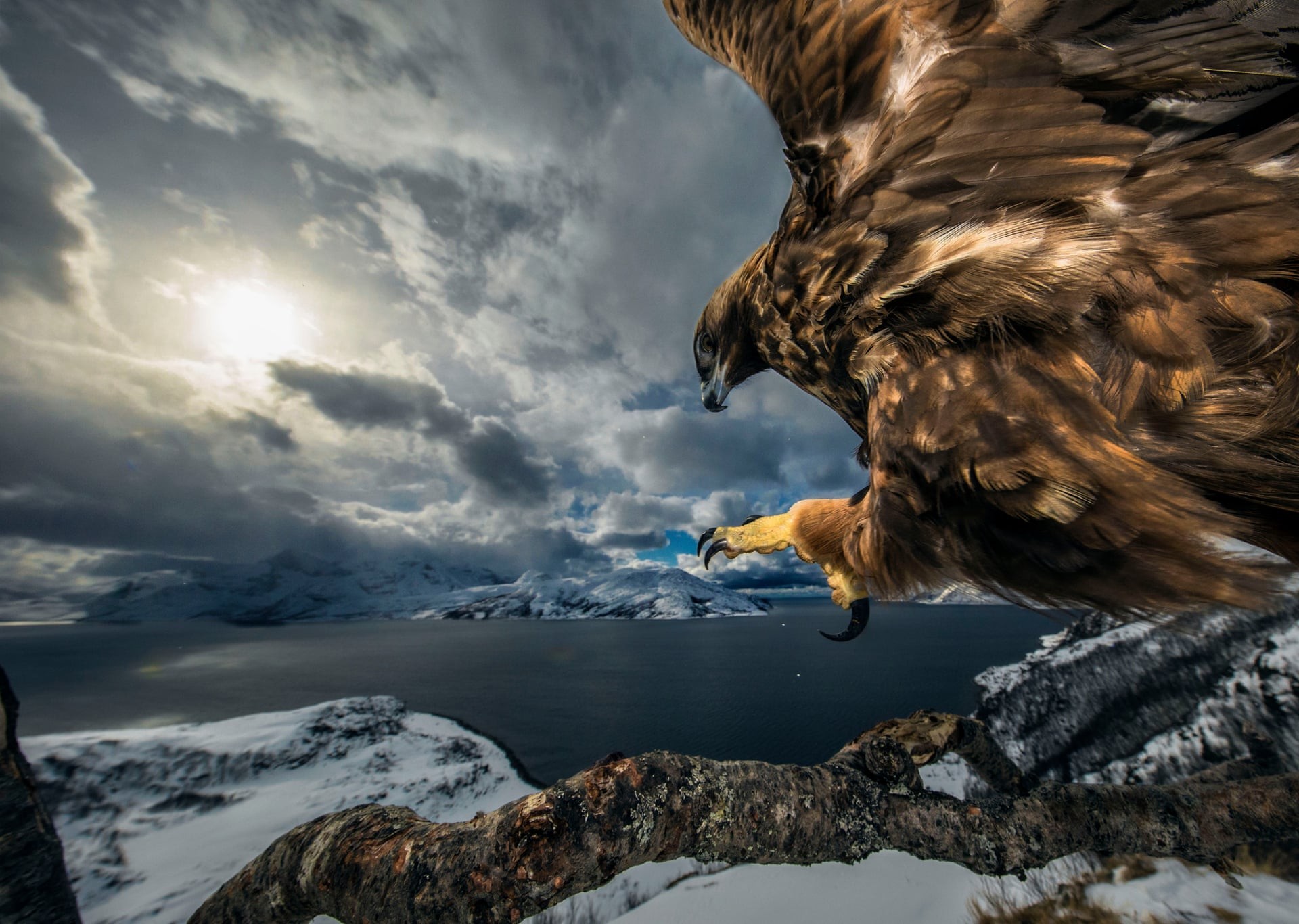 Земля орла, Норвегия. Победитель в категории Поведение птиц. Автор Аудун Рикардсен
