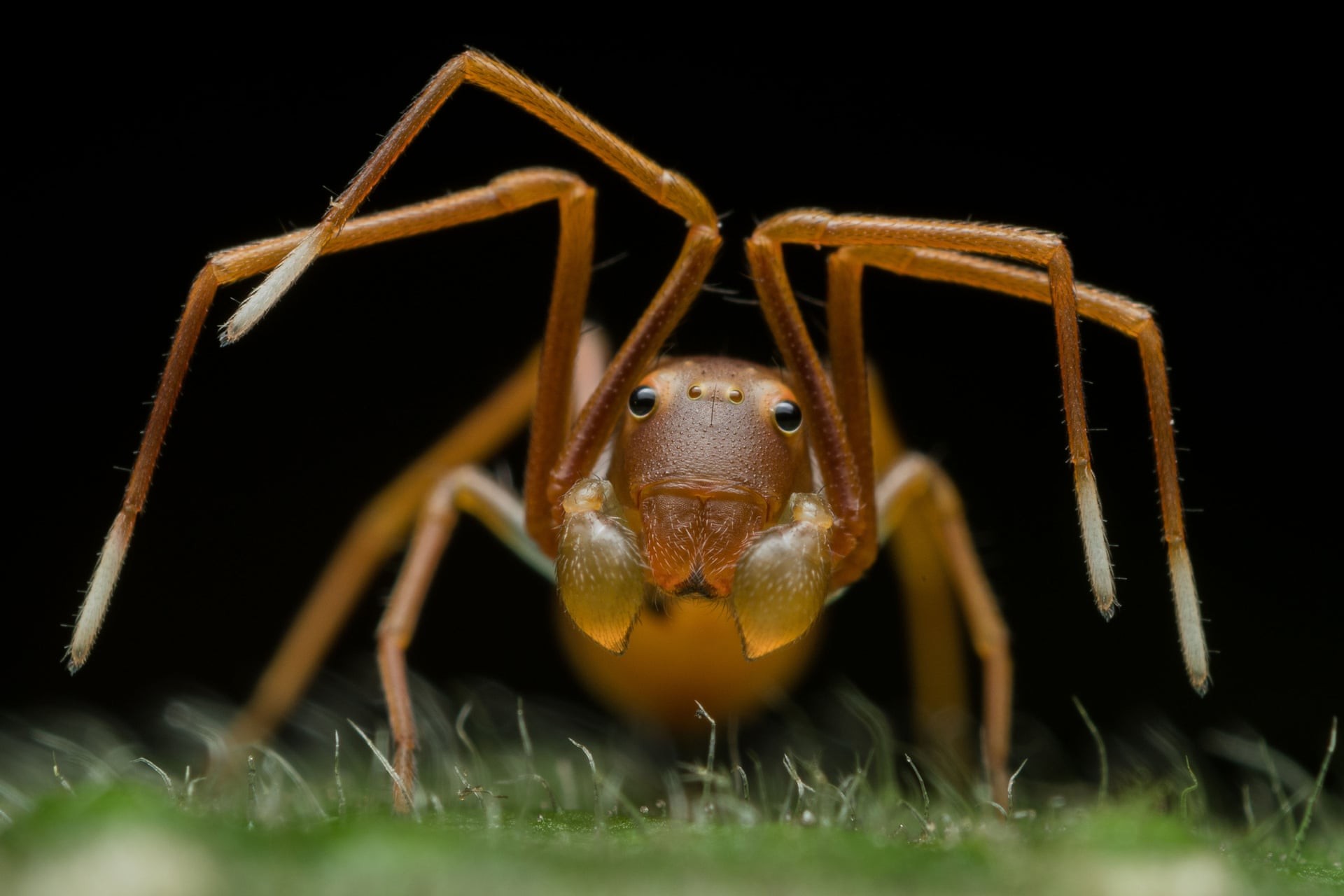 Обманчивое обличье. Паук-скакун, подражающий муравьям. Победитель в категории Портреты животных. Автор Рипан Бисвас