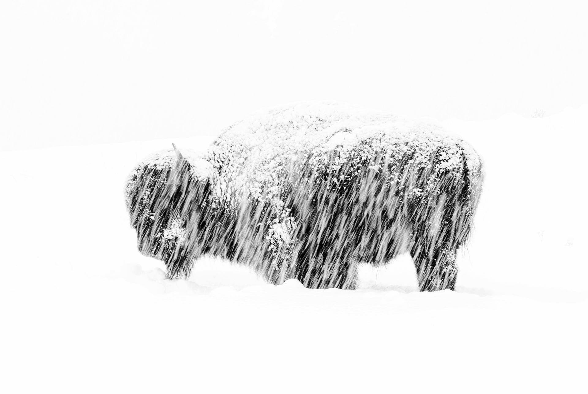 Бизон в снежную бурю в Йеллоустонском национальном парке. Победитель в категории Чёрно-белое фото. Автор Макс Во