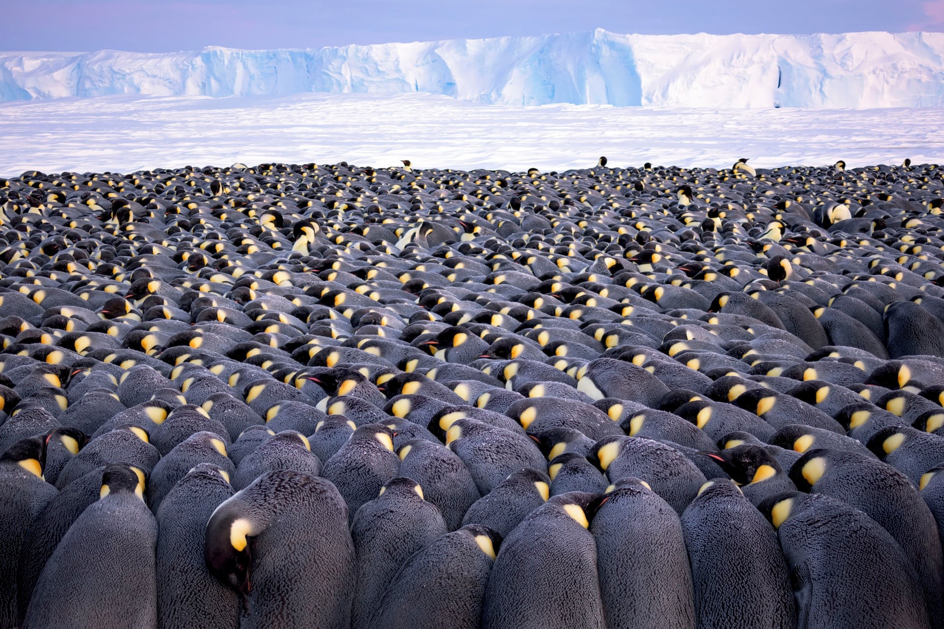 Императорские пингвины на льдах залива Атка в Антарктиде. Лауреат премии «Фотограф года дикой природы, портфолио». Автор Штефан Кристманн