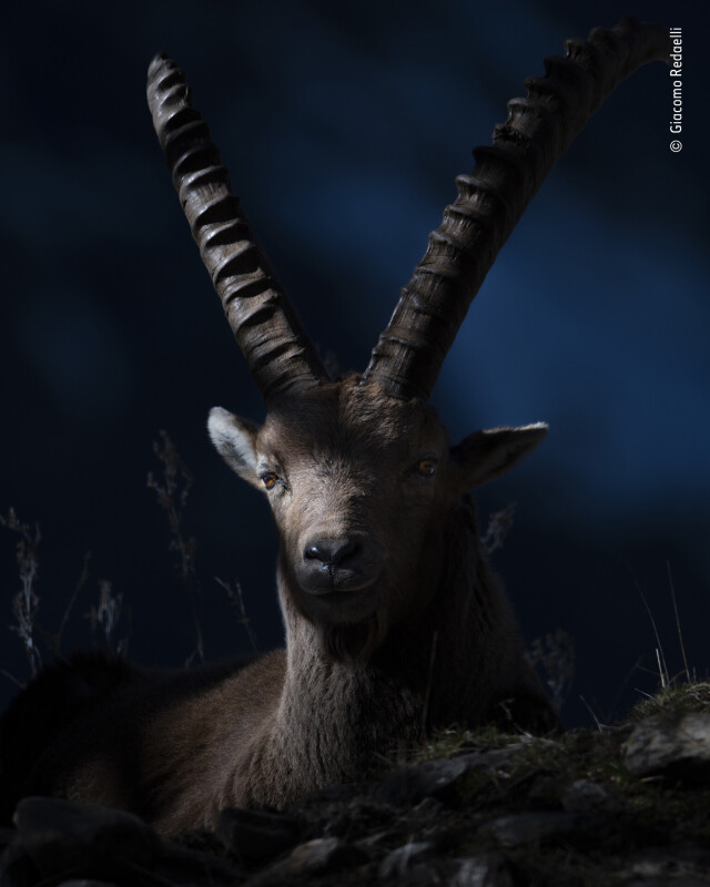 Финалист в номинации Юный фотограф дикой природы в номинации 15-17 лет, 2021. Горный альпийский козёл. Автор Джакомо Редаэлли