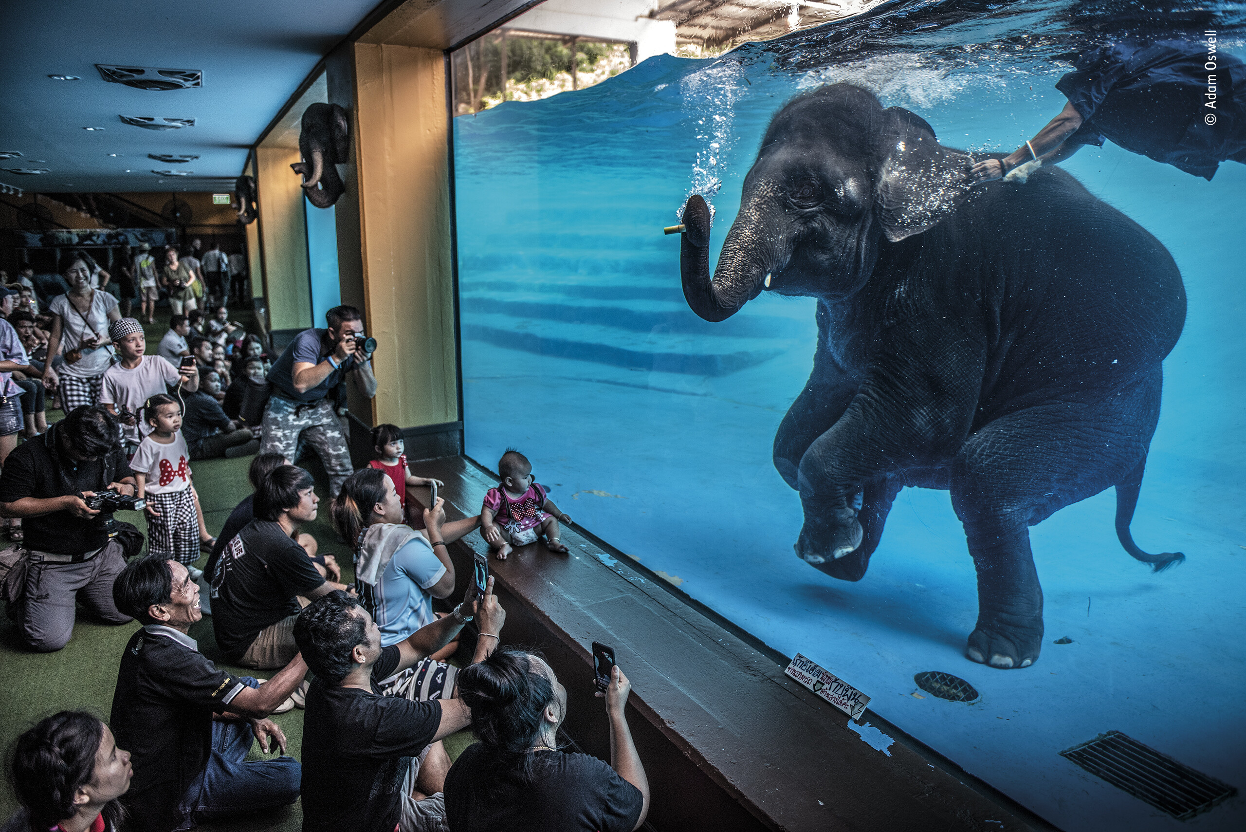 Победитель в категории «Дикая природа в жанре фотожурналистики», 2021. «Слон в комнате». Зоопарк в Таиланде. Автор Адам Освелл