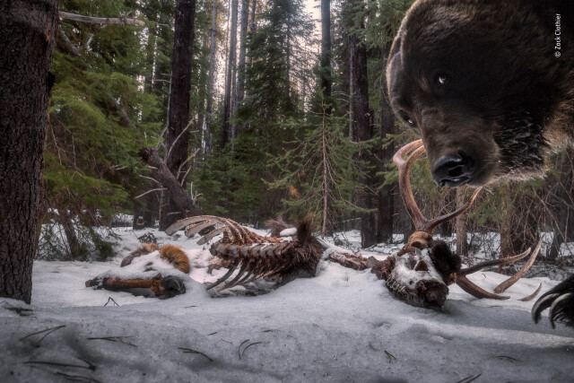 Победитель в категории «Животные в своей среде обитания», 2021. Гризли и останки лося, снято фотоловушкой. Автор Зак Клотье