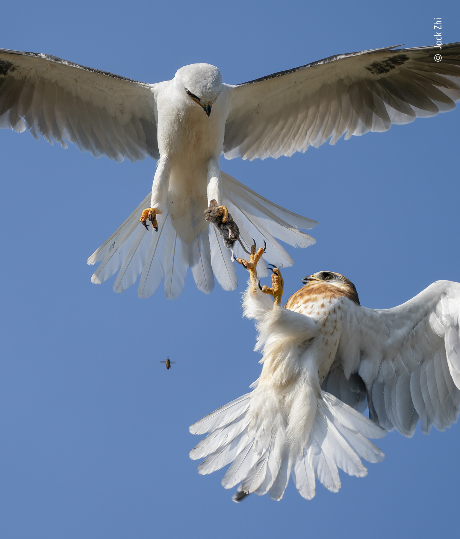 Финалист в категории «Поведение: Птицы», 2021. Белохвостые коршуны делят добычу. Автор Джек Чжи