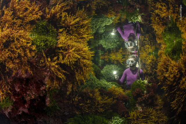 Победитель в категории Растения и грибы, 2021. Морской рейнджер Кейтлин Вудс на самом южном тропическом рифе в мире. Остров Лорд-Хау. Автор Джастин Гиллиган