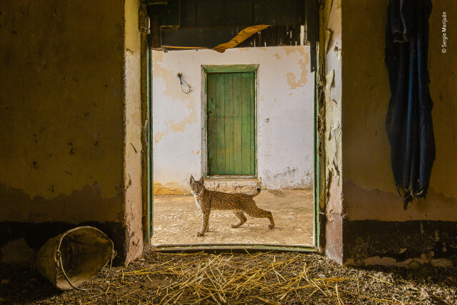 Финалист в категории Городская живая природа, 2021. Молодая иберийская рысь в дверном проёме заброшенного сеновала на ферме в Испании. Автор Серхио Марихуан
