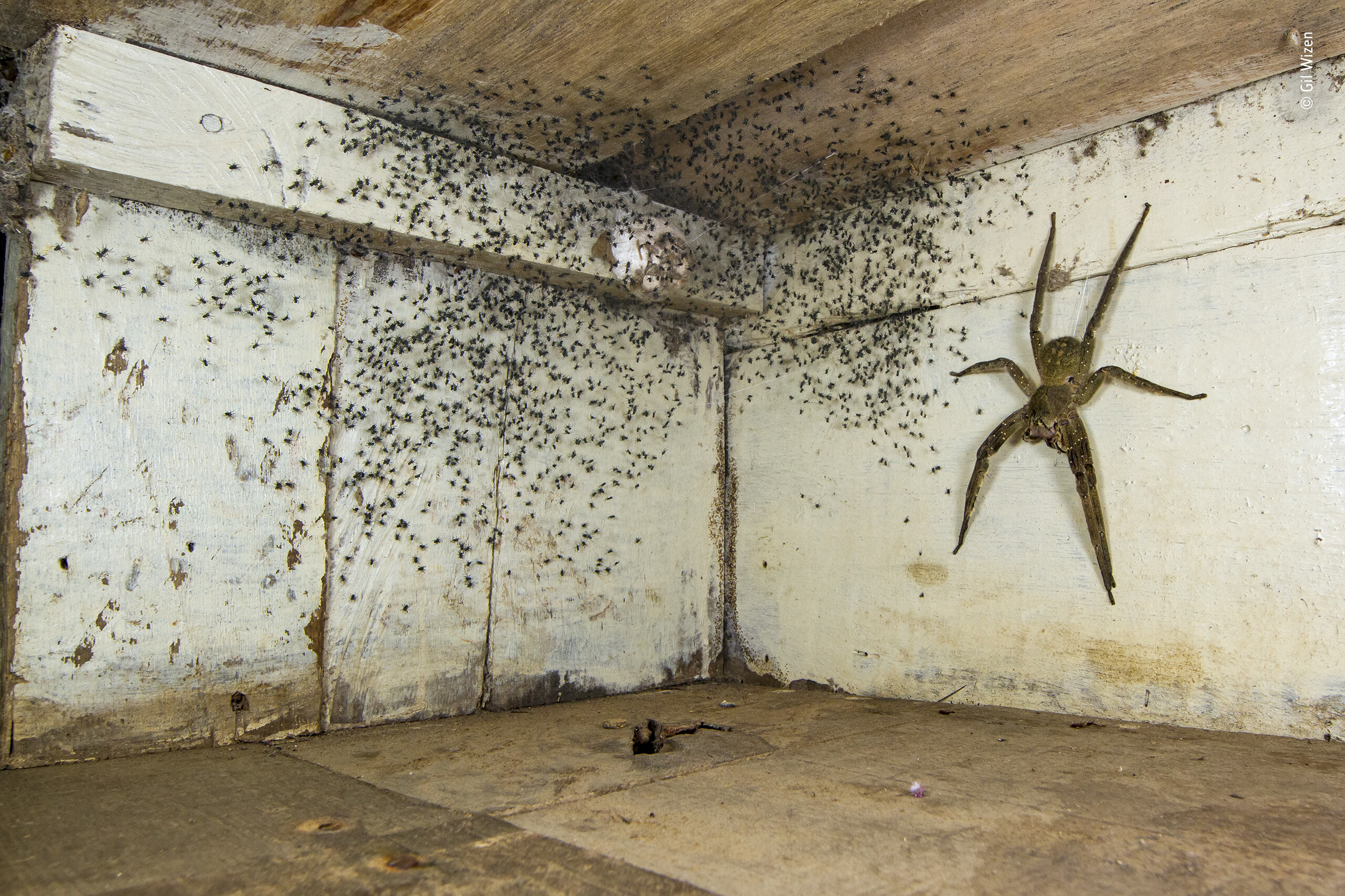 Победитель в категории «Городская живая природа», 2021. Фотограф обнаружил под кроватью выводок одного из самых ядовитых пауков в мире. Бразильский странствующий паук размером с человеческую руку. Автор Гил Уизен